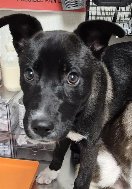 A baby medium-sized female Black Shepherd dog named Skipper URGENT for adoption in Thousand Oaks, CA