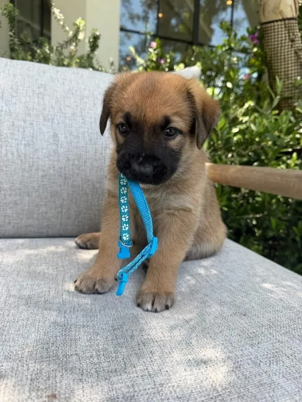 A young medium-sized male Mixed Breed dog named Lake for adoption in Manhattan Beach, CA