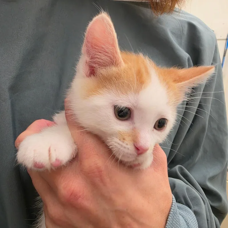 A baby small-sized male Domestic Short Hair cat named Curly for adoption in Oshkosh, WI