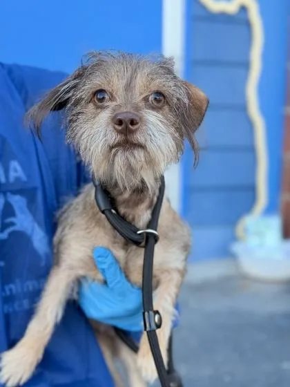 A young small-sized female Terrier dog named Donny for adoption in Philadelphia, PA