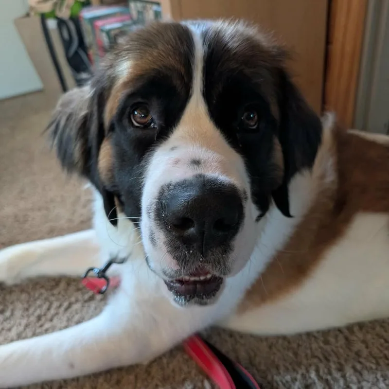 A young large-sized female Brown / Chocolate Saint Bernard dog named Bonnie D for adoption in Minneapolis, MN
