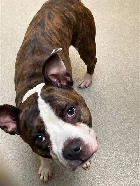 A young medium-sized male Boxer dog named Drift for adoption in Omaha, NE