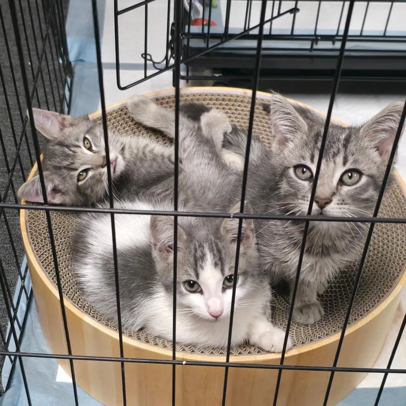 A baby small-sized male Domestic Short Hair cat named Bandit for adoption in Monroe, MI
