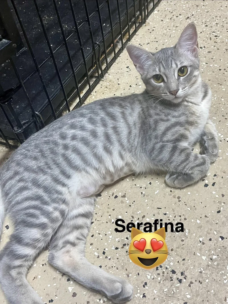 A young medium-sized female Domestic Short Hair cat named Seraphina for adoption in Phoenix, AZ