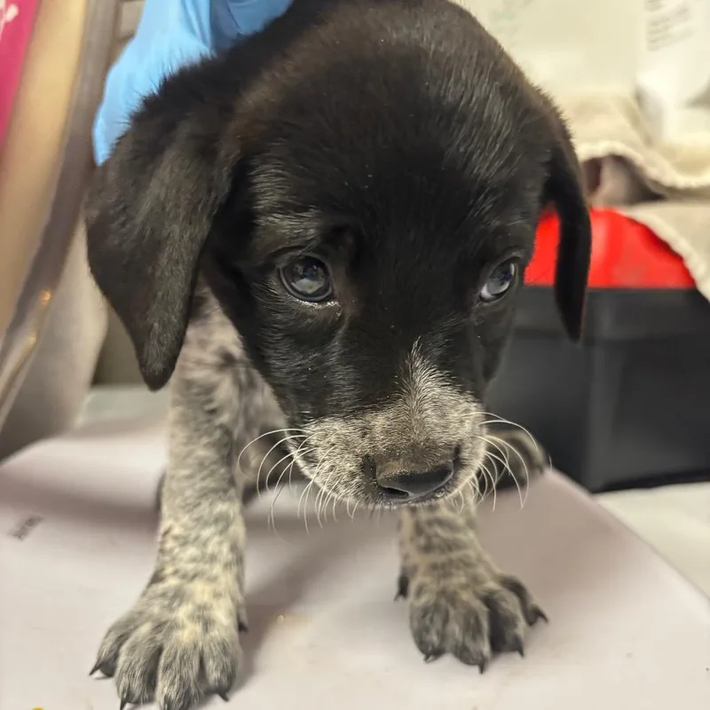 A baby small-sized female White / Cream Australian Cattle Dog / Blue Heeler dog named Percy for adoption in Yuma, AZ