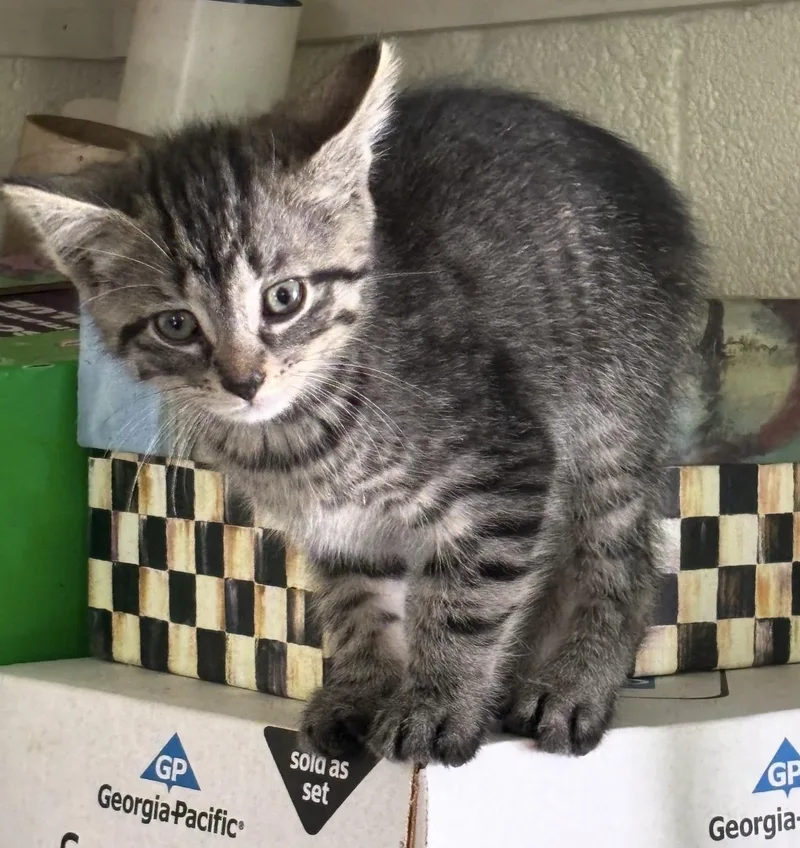 A baby medium-sized male Tabby (Brown / Chocolate) Domestic Short Hair cat named Buck for adoption in Fredericksburg, VA