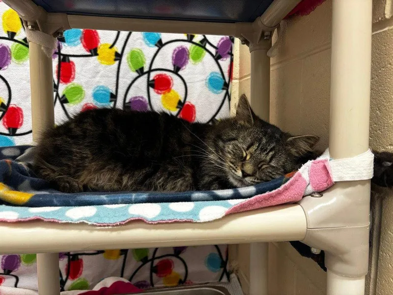 A young medium-sized male Domestic Short Hair cat named Wyatt for adoption in Sayreville, NJ
