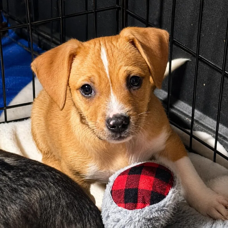 A baby small-sized female White / Cream American Staffordshire Terrier dog named Spice Girl for adoption in Rockville, MD