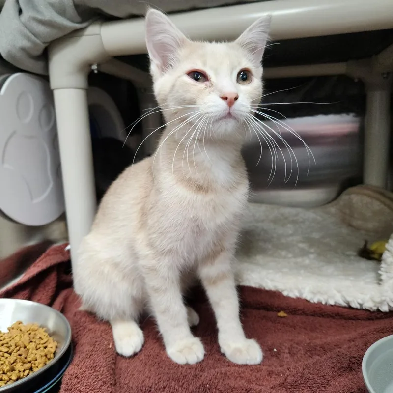 A baby small-sized male Orange / Red Domestic Short Hair cat named Armadillo for adoption in Grand Rapids, MI