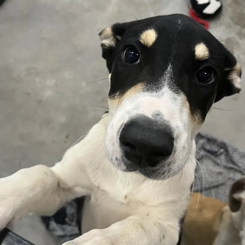 A baby small-sized male Black Hound dog named Marshall for adoption in Birmingham, AL