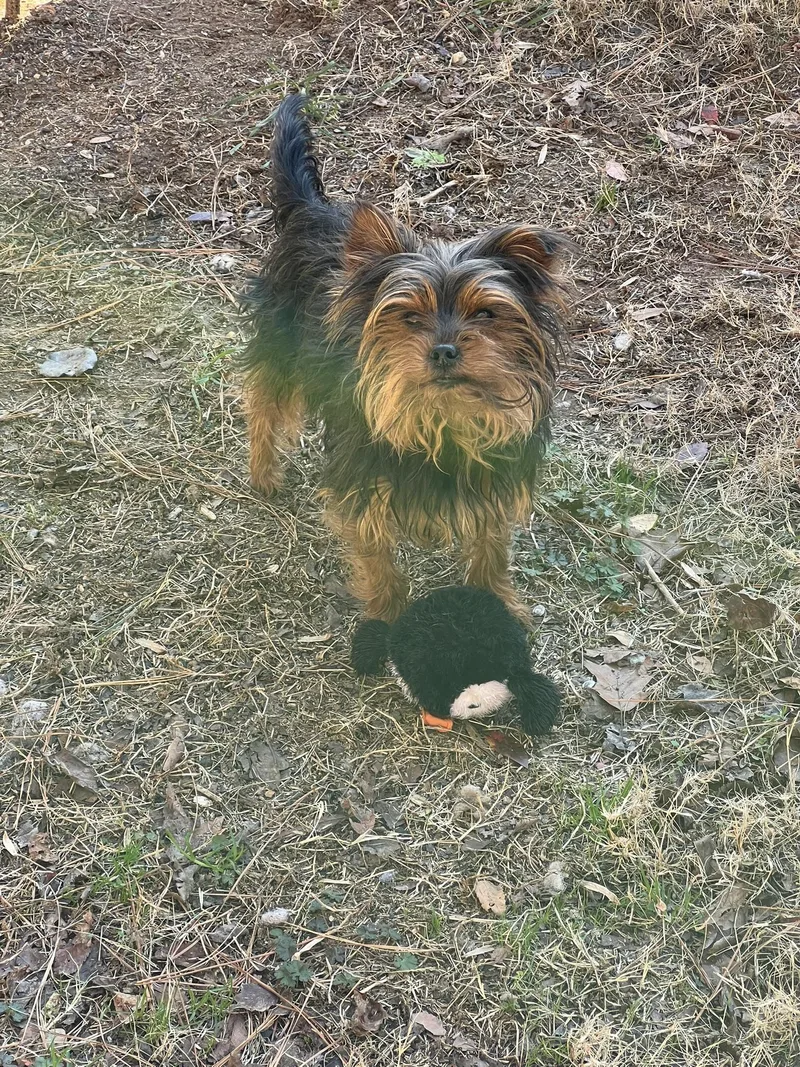 Sir Bentley Fitzsimmons