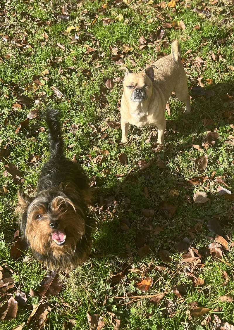 Sir Bentley Fitzsimmons thumbnail 4