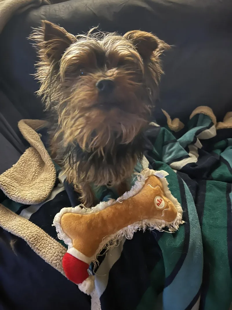 Sir Bentley Fitzsimmons thumbnail 5