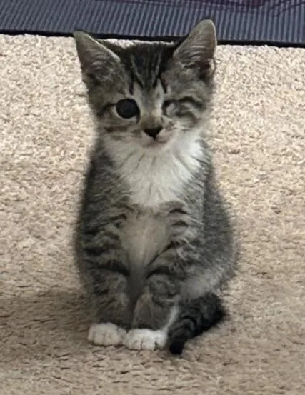 A baby small-sized female Domestic Short Hair cat named Iris for adoption in Charlotte, NC