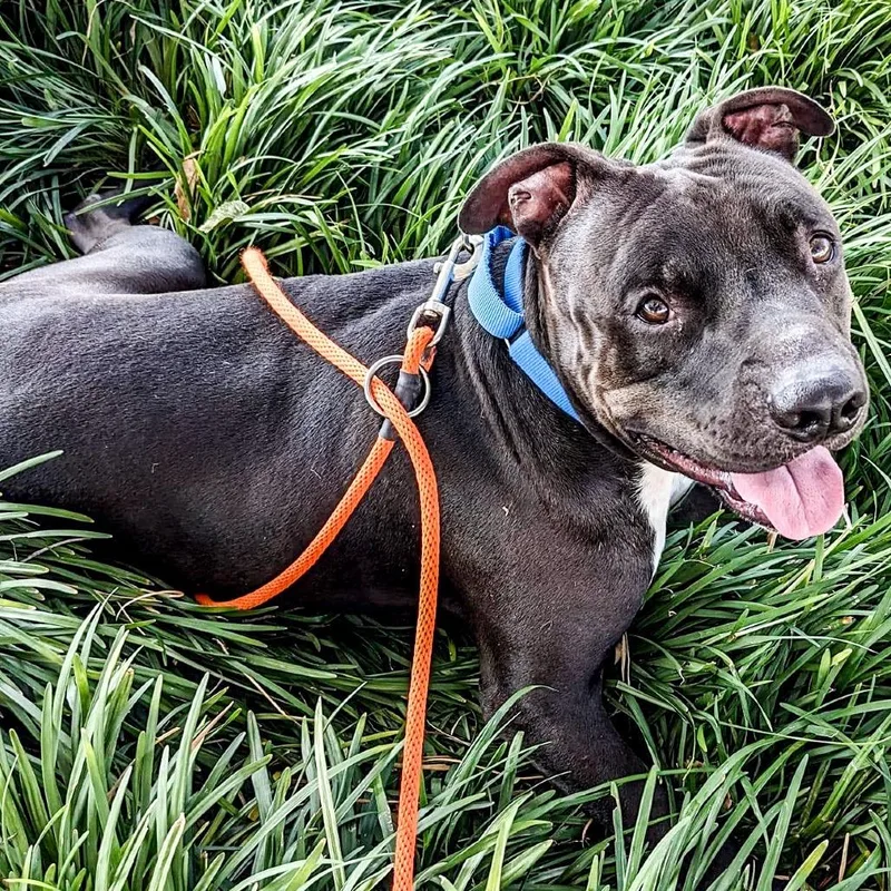 Garbanzo thumbnail 2