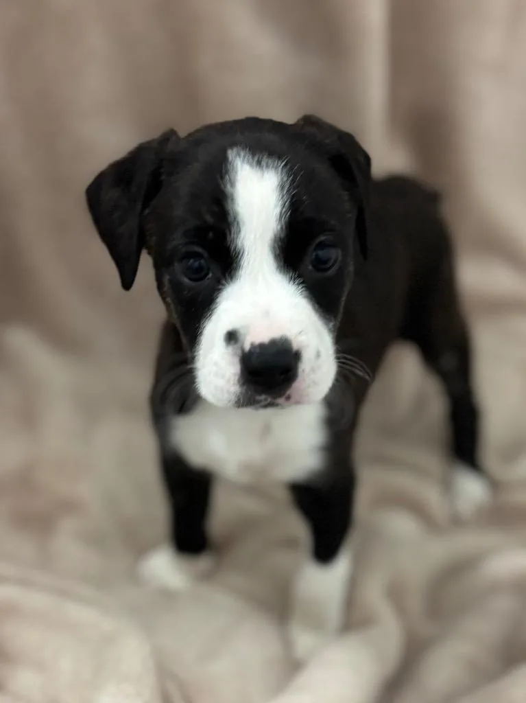 A young medium-sized female Mixed Breed dog named Coral for adoption in Batesville, AR