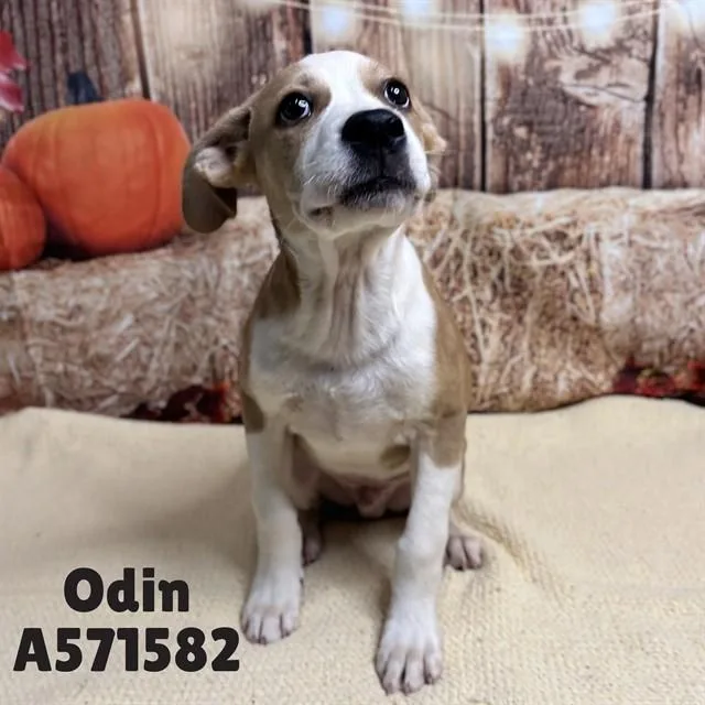 A young medium-sized male Pit Bull Terrier dog named Odin for adoption in Huntsville, AL