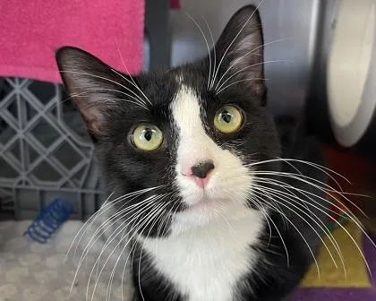 Mr. Chips thumbnail 3