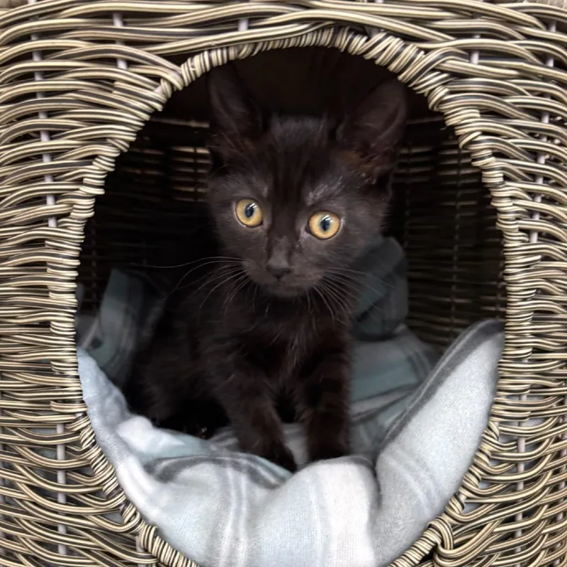A baby small-sized female Brown / Chocolate Domestic Short Hair cat named Jasmine for adoption in Medford, OR