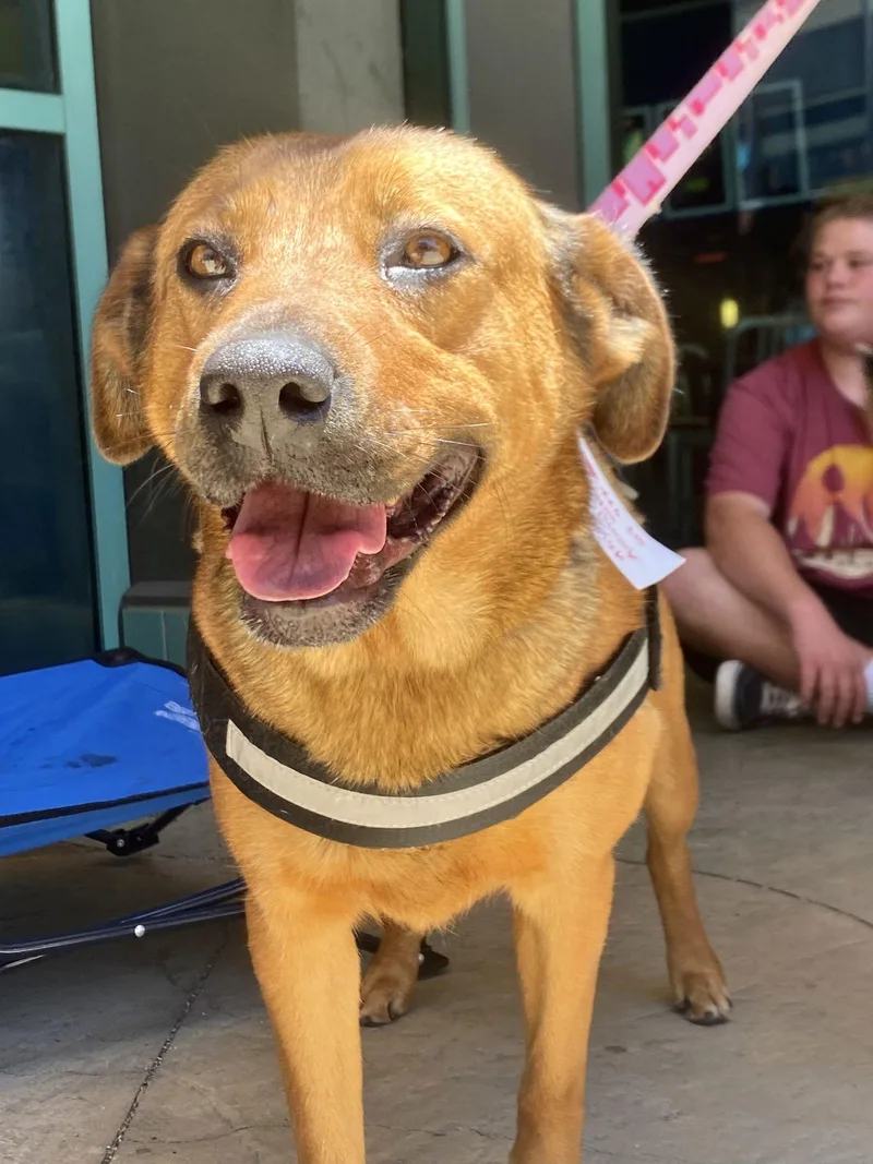 An adult large-sized female Shepherd dog named Ambar for adoption in San Diego, CA
