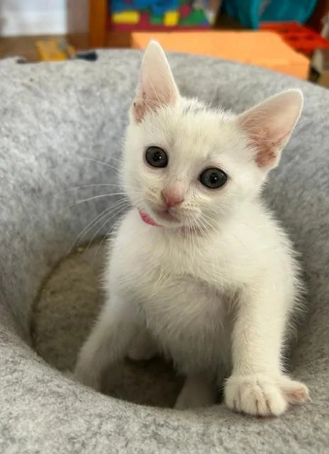 A baby small-sized male Domestic Short Hair cat named Yabba Doo for adoption in Camarillo, CA