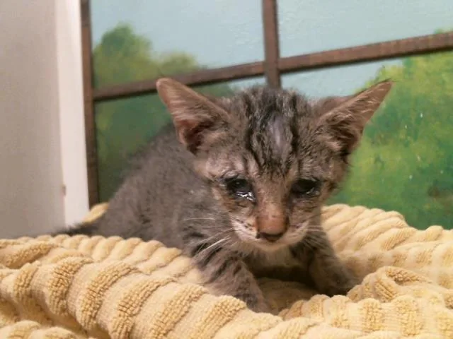 A baby small-sized female Domestic Short Hair cat named Pebble for adoption in Houston, TX