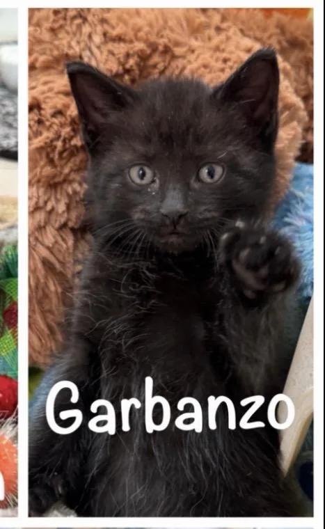 A baby small-sized male Black Domestic Short Hair cat named Garbanzo for adoption in Rochester Hills, MI