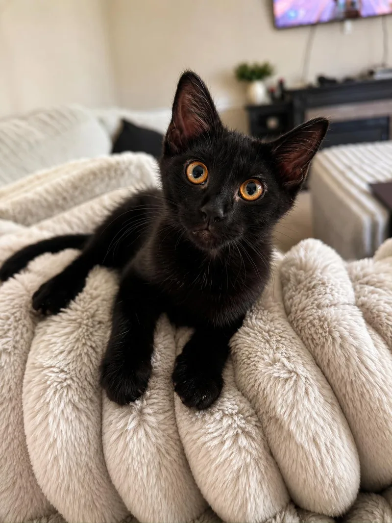 A baby medium-sized male Domestic Medium Hair cat named Toothless & Hiccup for adoption in Soddy Daisy, TN
