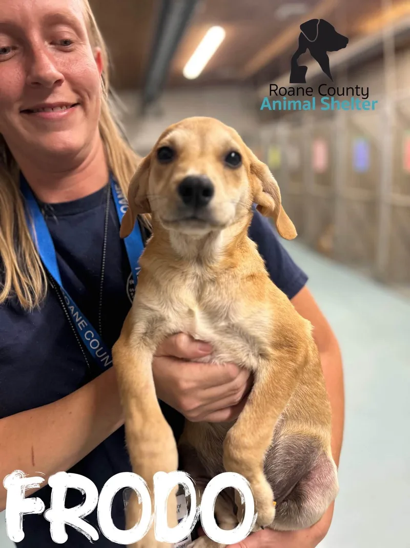 A baby small-sized male Chihuahua dog named Frodo for adoption in Rockwood, TN