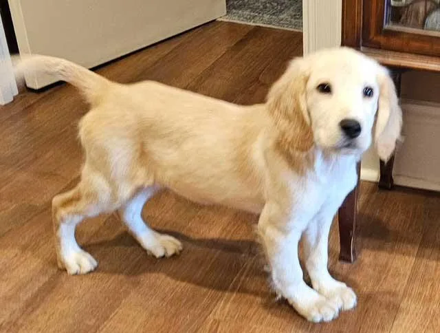 Puppy Andy thumbnail 2