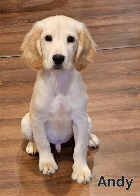 Puppy Andy thumbnail 3