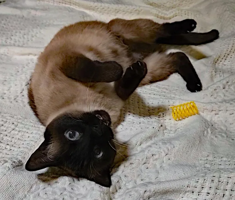 Panda thumbnail 2