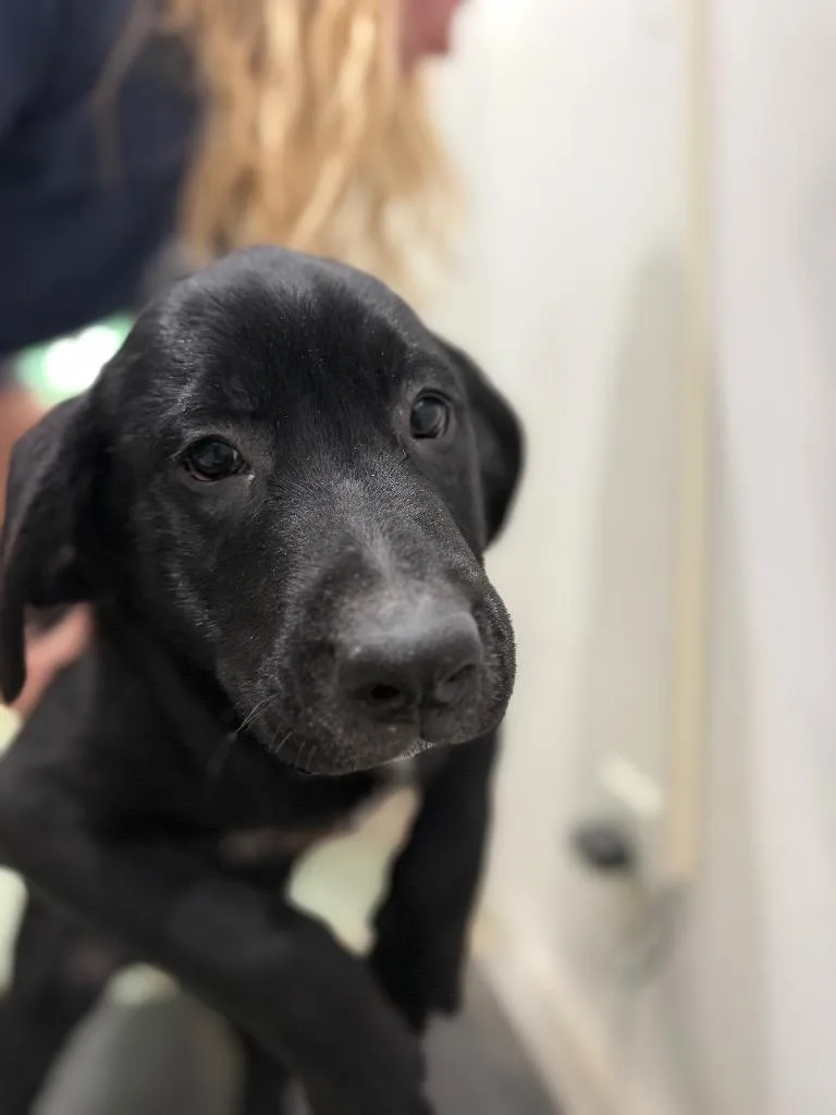A baby medium-sized male Mixed Breed dog named Pongo for adoption in Danielsville, GA