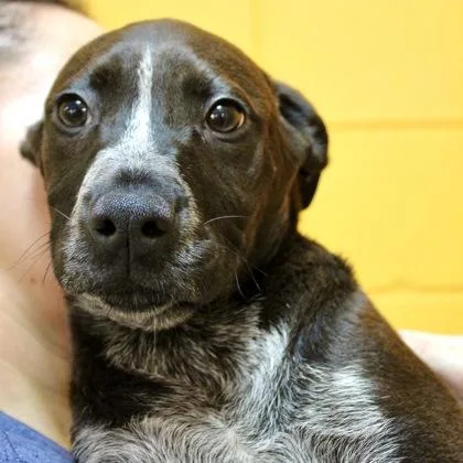 An adult large-sized male Mixed Breed dog named Bonsai for adoption in Largo, FL