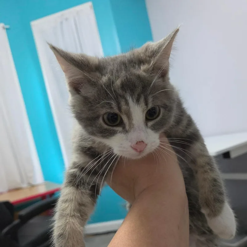 A baby small-sized male Gray / Blue / Silver Domestic Short Hair cat named Elliot for adoption in Greenville, NC