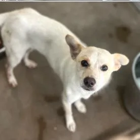 An adult medium-sized male Mixed Breed dog named Carlitos for adoption in West Chester, PA