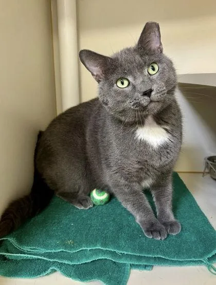 An adult medium-sized male Domestic Short Hair cat named Kit Kat for adoption in Fairfax, VA