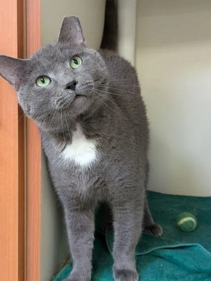 Kit Kat thumbnail 2