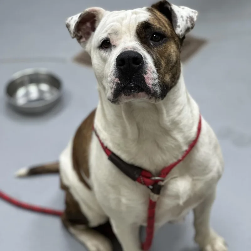 An adult large-sized female White / Cream Mixed Breed dog named Straythstreet for adoption in Columbus, GA