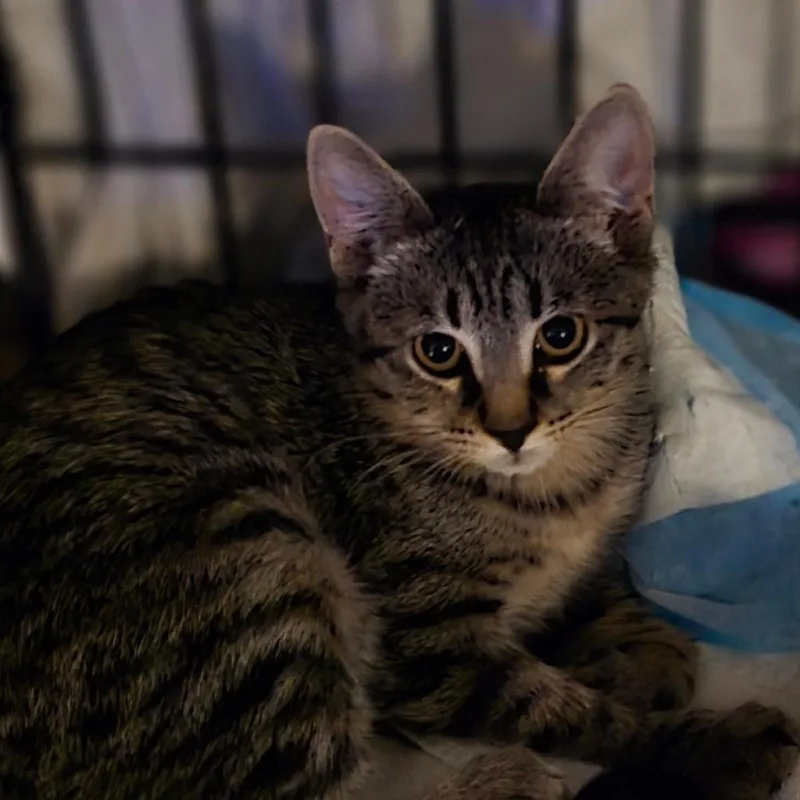 A baby small-sized female Brown / Chocolate Domestic Short Hair cat named Bransen for adoption in Grantsville, UT