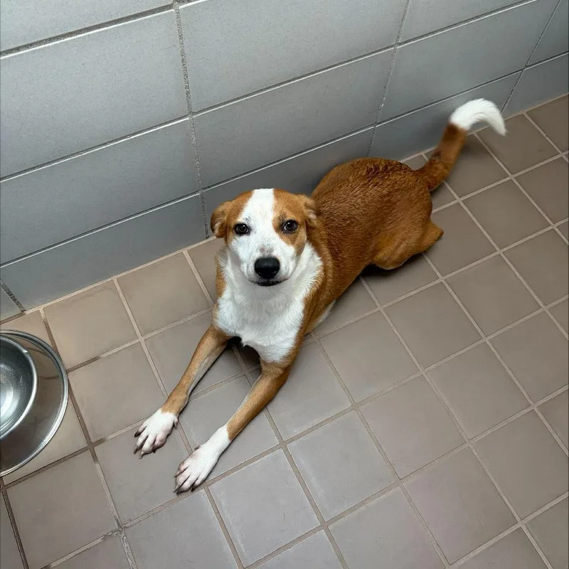 A young medium-sized female Yellow / Tan / Blond / Fawn Mixed Breed dog named Missy for adoption in Wantagh, NY