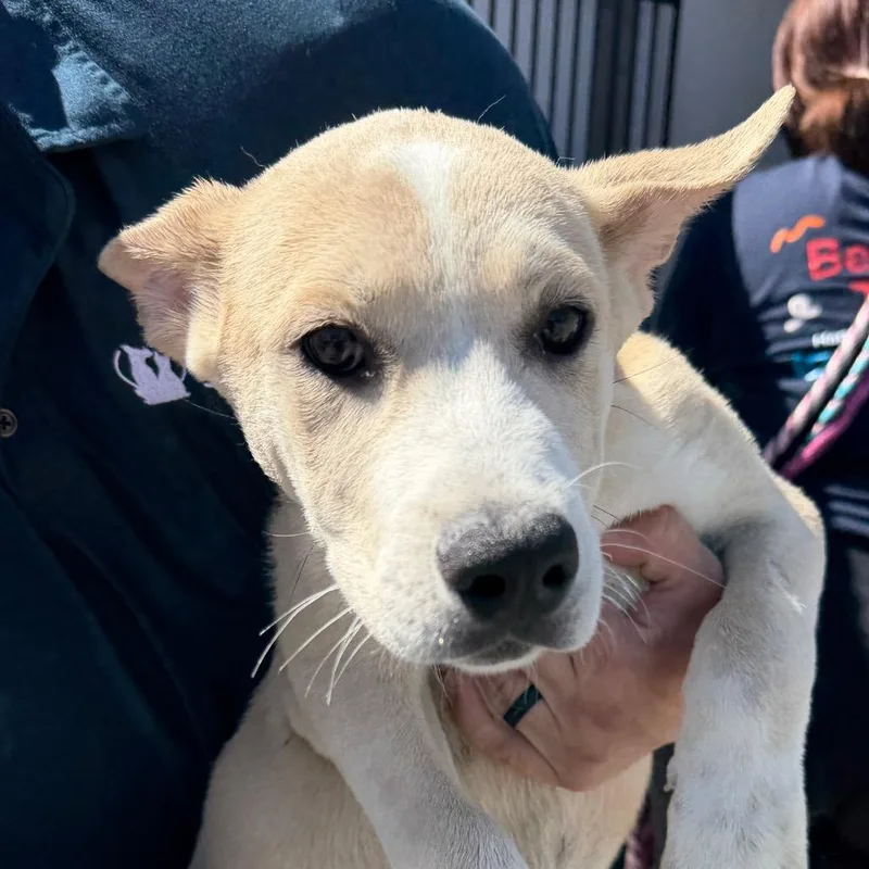 A baby small-sized male Yellow / Tan / Blond / Fawn Husky dog named Butterfly for adoption in Reno, NV