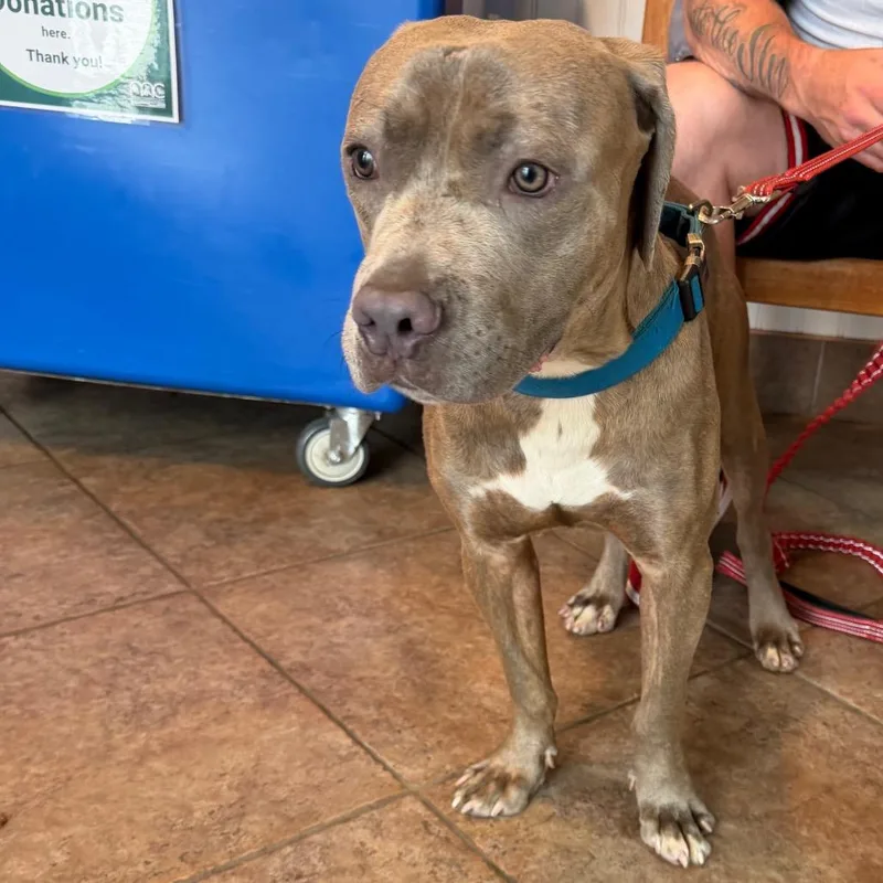 An adult large-sized male Gray / Blue / Silver Pit Bull Terrier dog named MONTStray for adoption in Perkiomenville, PA