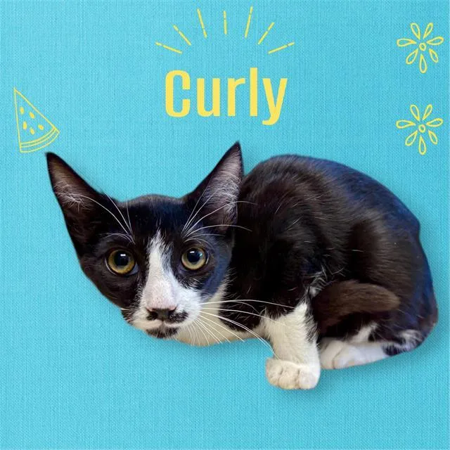 Curly