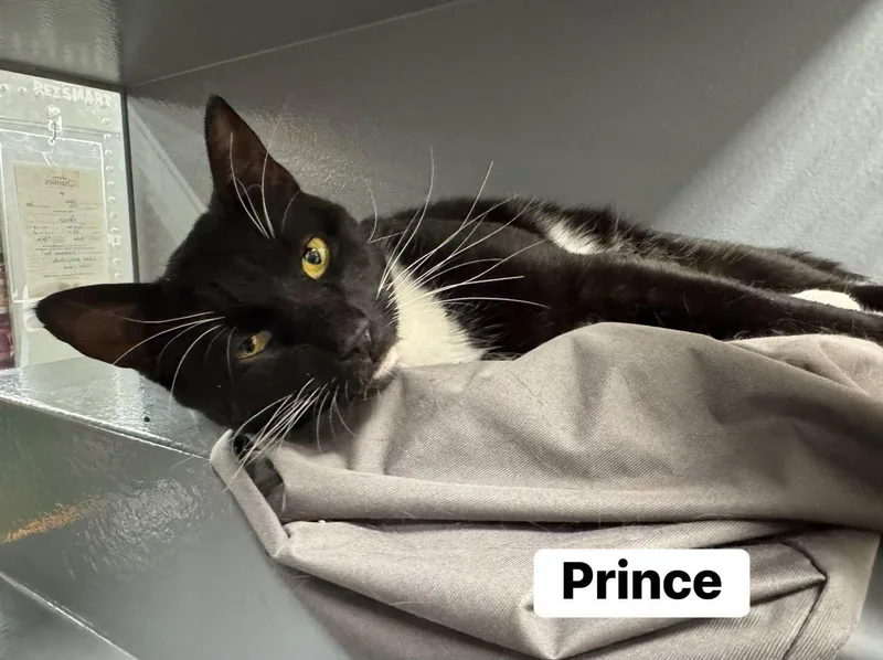 A young medium-sized male Black & White / Tuxedo Domestic Short Hair cat named Prince for adoption in Staten Island, NY