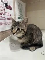 A young medium-sized female Tabby (Brown / Chocolate) Domestic Short Hair cat named Eta for adoption in Manitowoc, WI