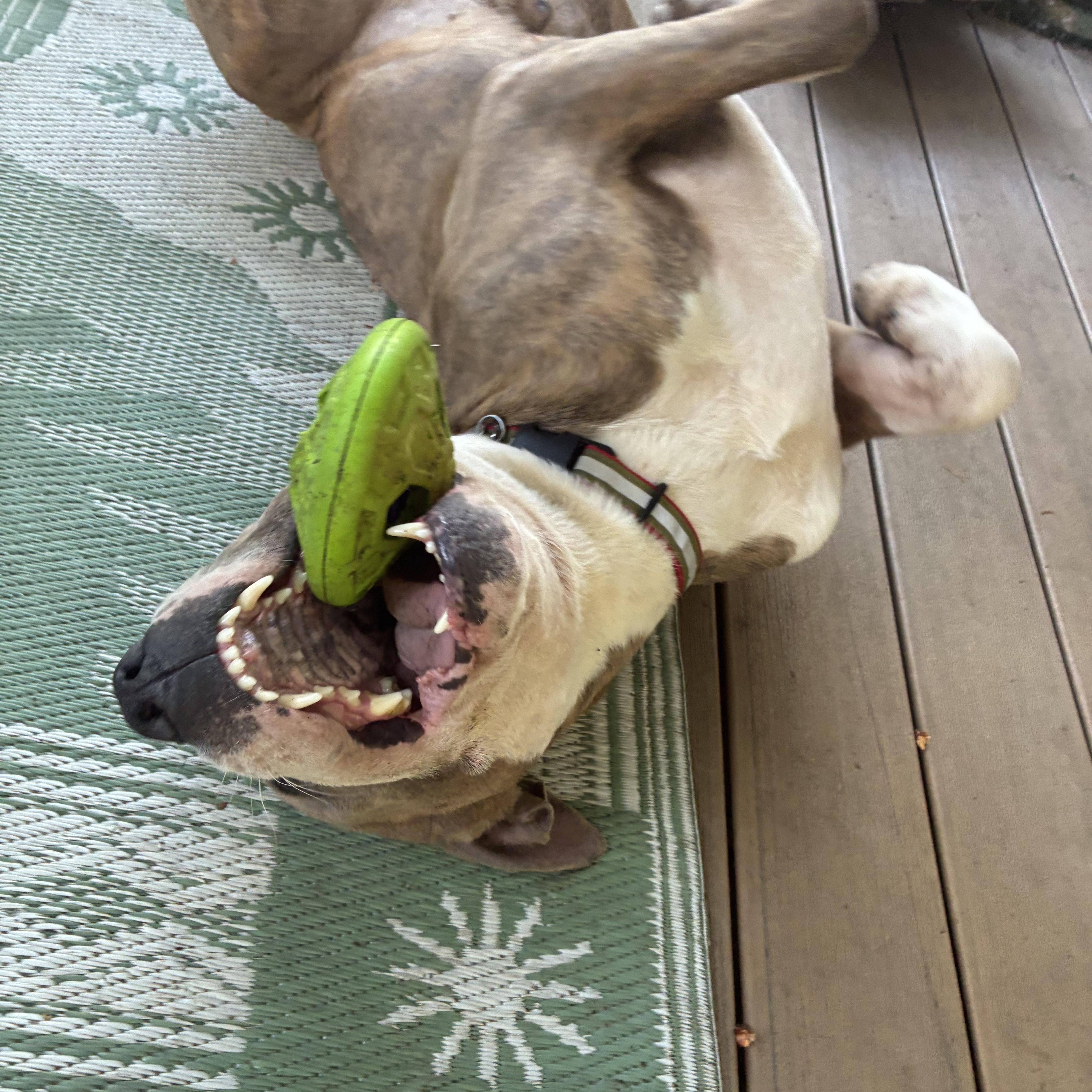 A young large-sized male American Staffordshire Terrier dog named Zazu for adoption in Olympia, WA