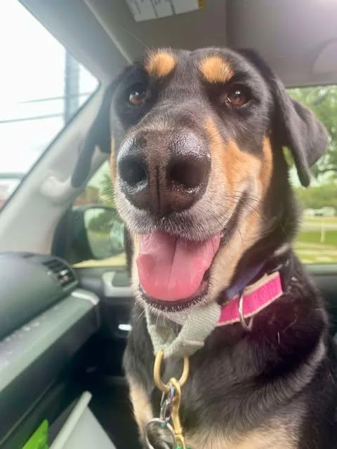 A young medium-sized female German Shepherd Dog dog named Hana for adoption in Vernon, CT