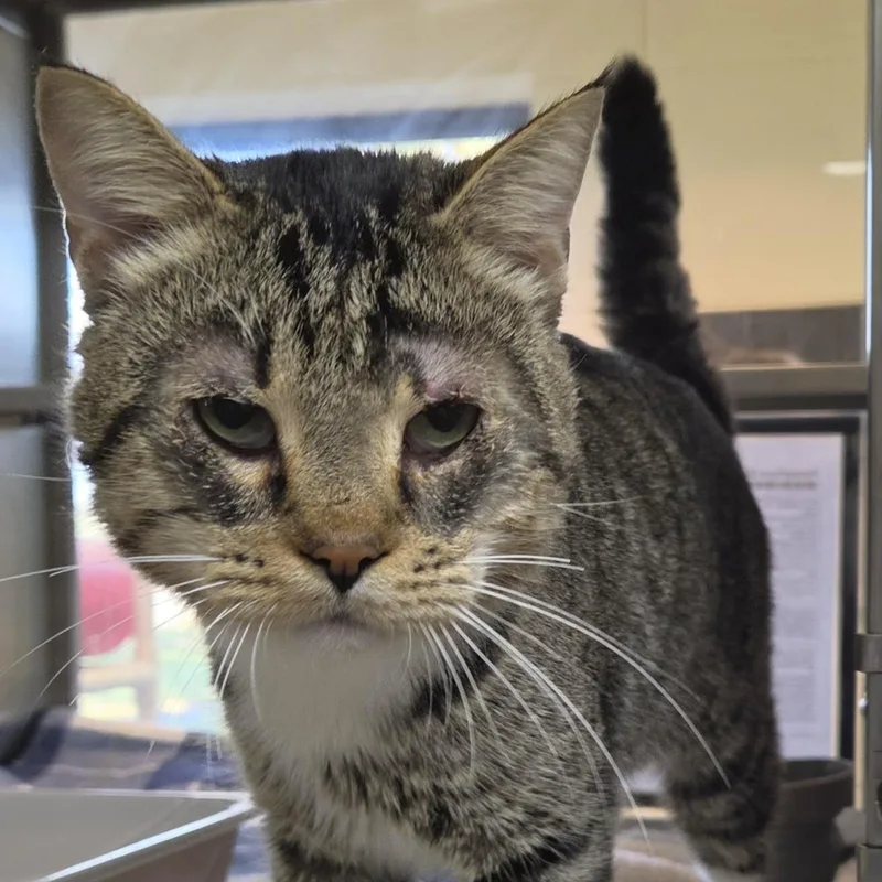 A senior large-sized male Brown / Chocolate Domestic Short Hair cat named Merle for adoption in Plover, WI