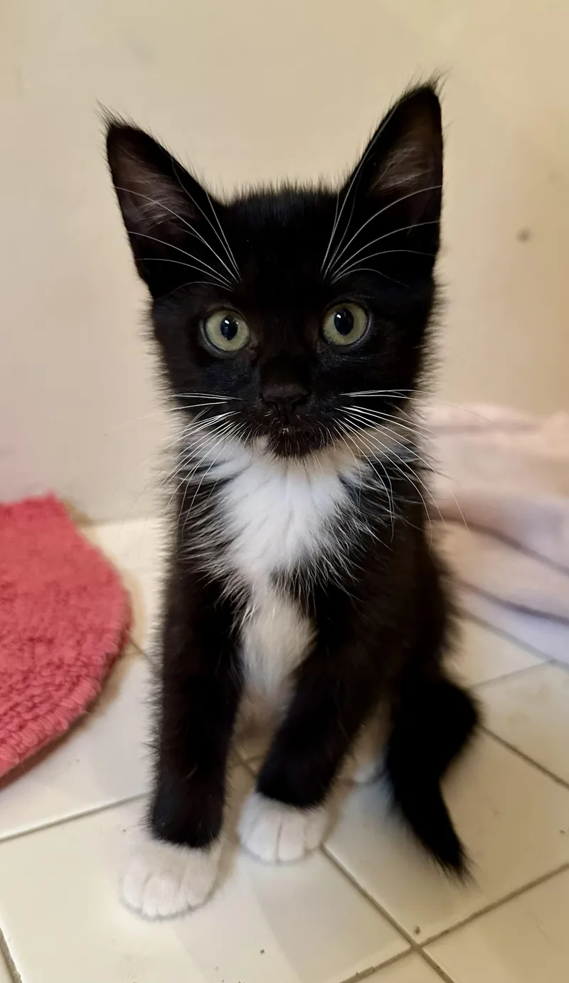 A baby medium-sized female Black & White / Tuxedo Domestic Short Hair cat named Dora for adoption in Wayne, NJ